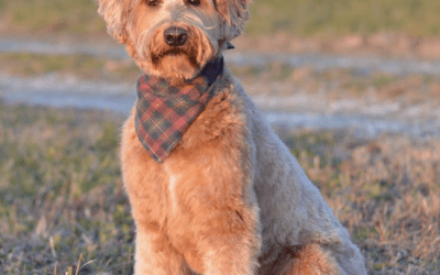 Recommended Supplies